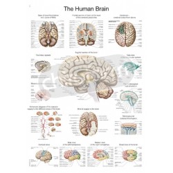 "The Human Brain" -...