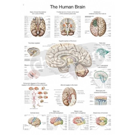 "The Human Brain" - Anatomisk Plakat