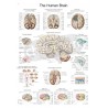 "The Human Brain" - Anatomisk Plakat