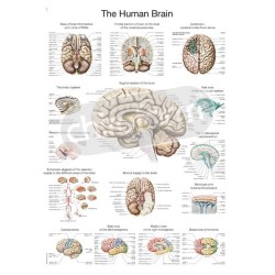 "The Human Brain" - Anatomical Chart