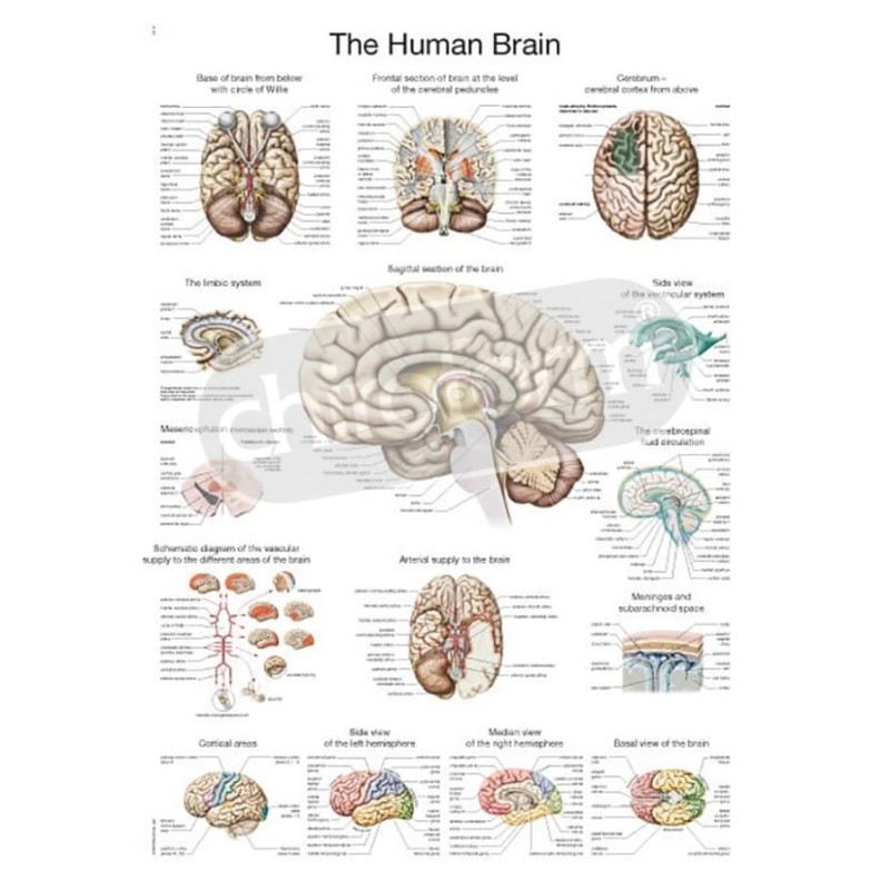 "The Human Brain" - Anatomical Chart