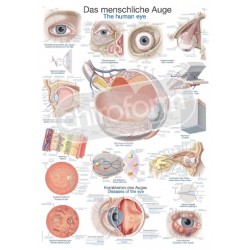 "The Human Eye" - Anatomisk Plakat