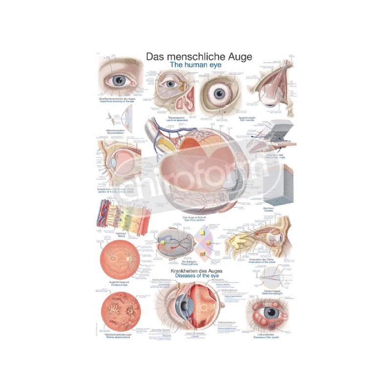 "The Human Eye" - Anatomisk Plakat