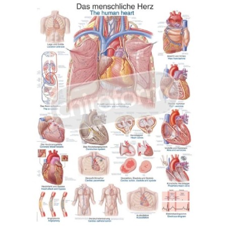 "The Human Heart" - Anatomical Chart