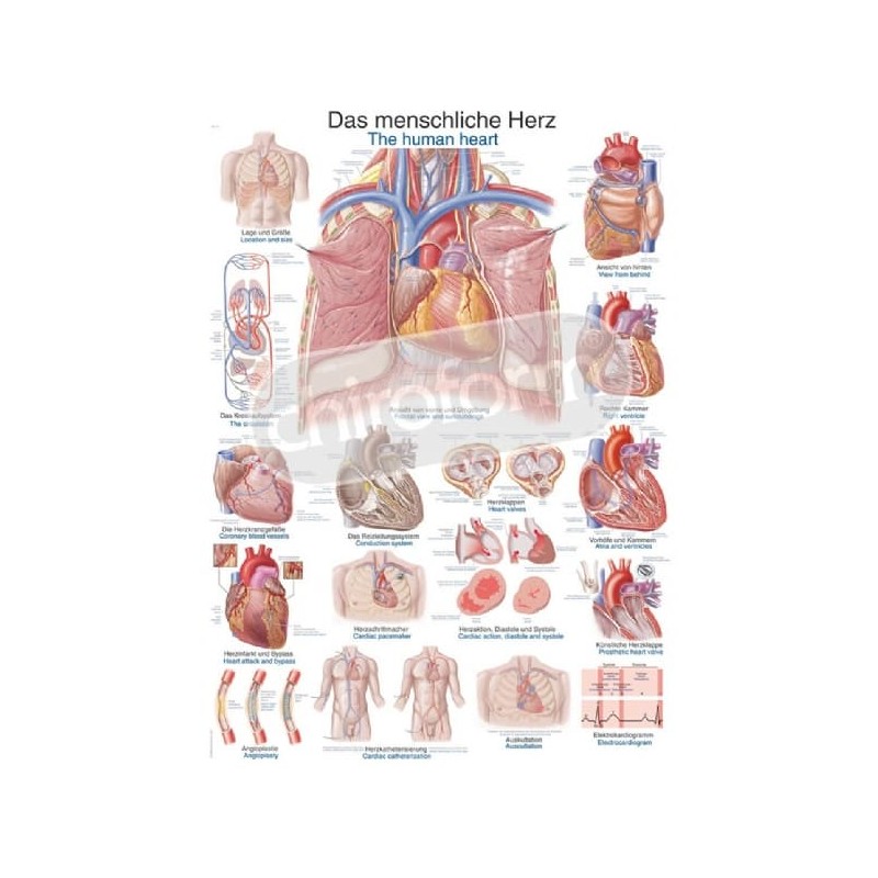 "The Human Heart" - Anatomical Chart