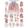 "The Human Heart" - Anatomical Chart