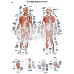 "The Human Muscles" - Anatomical Chart