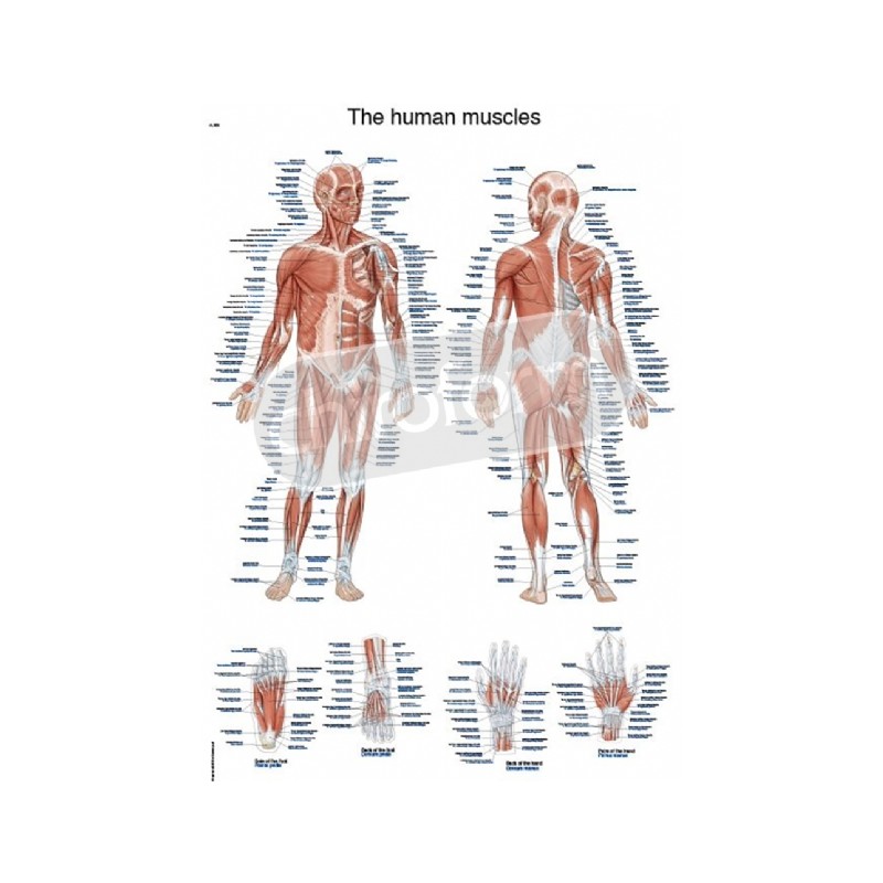 "The Human Muscles" - Anatomisk Plakat