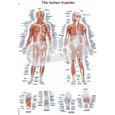 "The Human Muscles" - Anatomical Chart