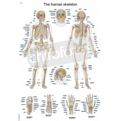 "The Human Skeleton" -...