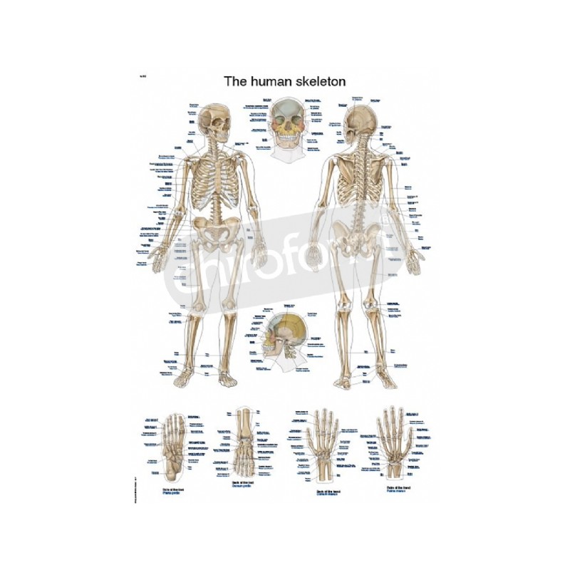 "The Human Skeleton" - Anatomical Chart