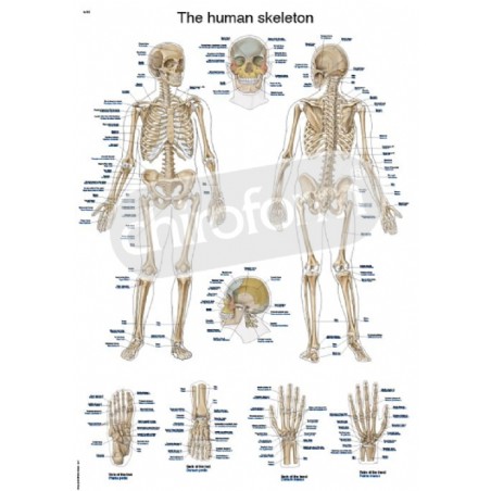"The Human Skeleton" - Anatomical Chart