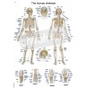 "The Human Skeleton" - Anatomisk Plakat