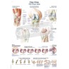 "The Knee Joint" - Anatomical Chart