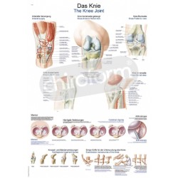 "The Knee Joint" - Anatomical Chart