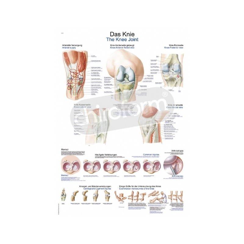 "The Knee Joint" - Anatomisk Plakat