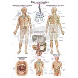 "The Lymphatic System" - Anatomisk Plakat