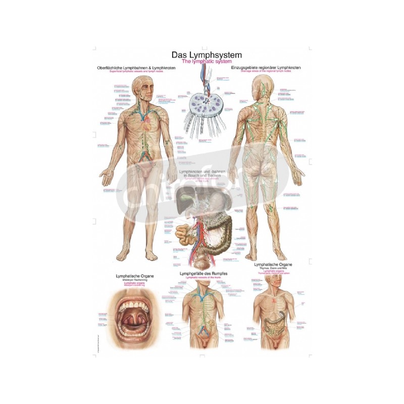 "The Lymphatic System" - Anatomisk Plakat