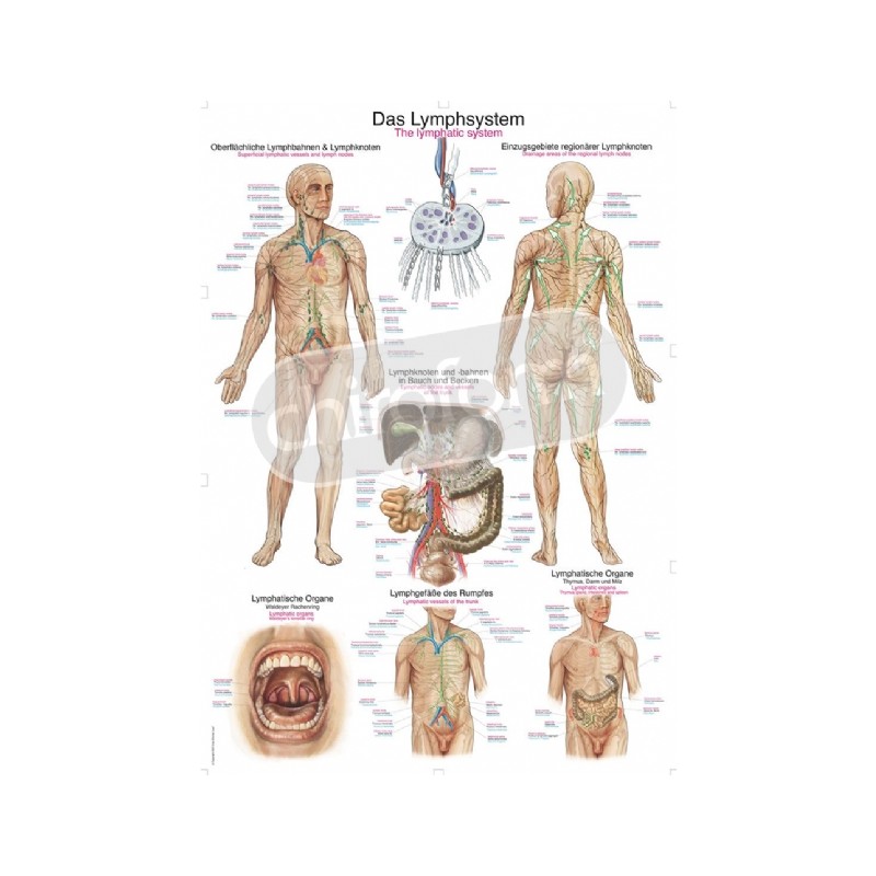 "The Lymphatic System" - Anatomical Chart