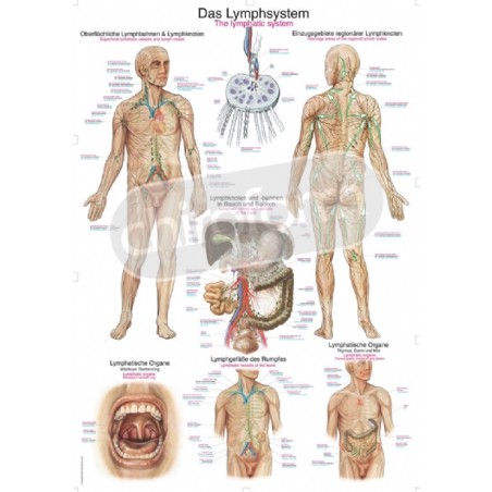 "The Lymphatic System" - Anatomical Chart