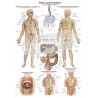 "The Lymphatic System" - Anatomical Chart