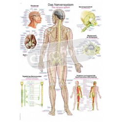 "The Nervous System" - Anatomisk Plakat