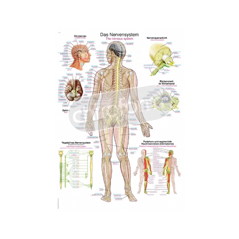 "The Nervous System" - Anatomical Chart