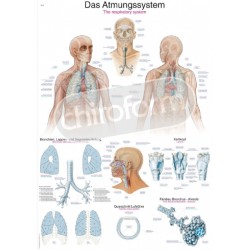 "The Respiratory System" - Anatomisk Plakat