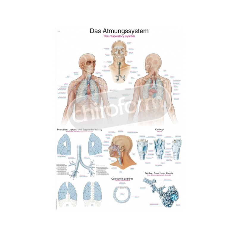 "The Respiratory System" - Anatomical Chart