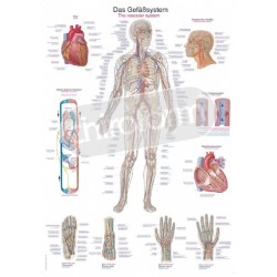 "The Vascular System" - Anatomisk Plakat