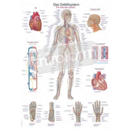 "The Vascular System" - Anatomical Chart