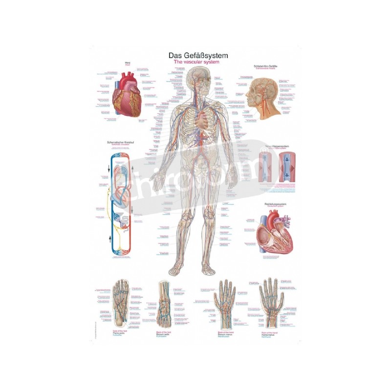 "The Vascular System" - Anatomical Chart