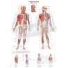 "Trigger Points" - Anatomisk Plakat