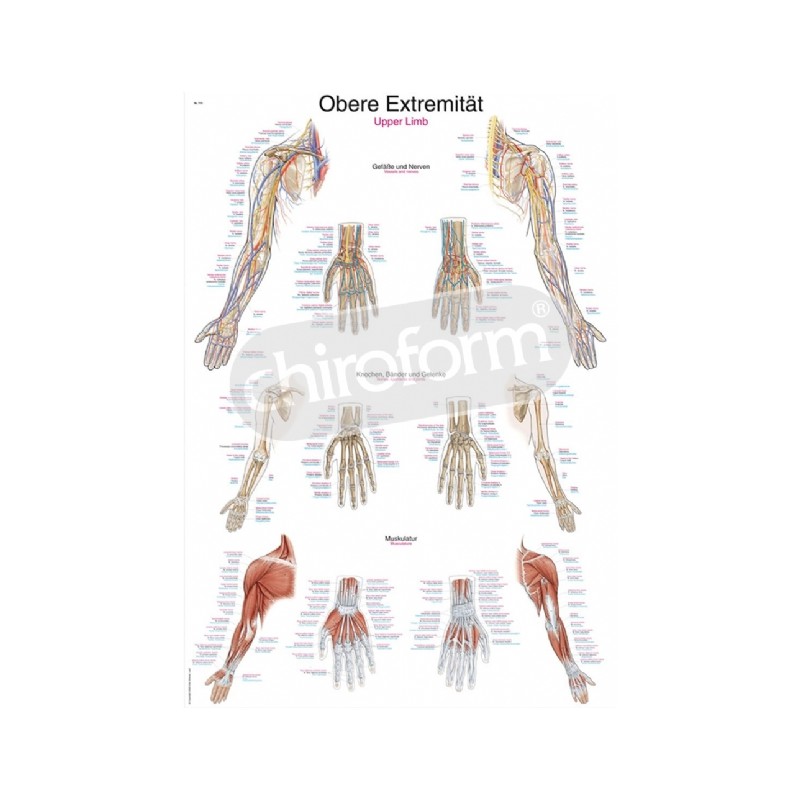 "Upper Limb" - Anatomisk Plakat