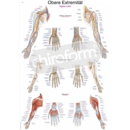 "Upper Limb" - Anatomical Chart