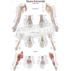 "Upper Limb" - Anatomisk Plakat