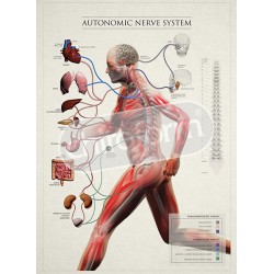"Autonomic Nerve System" - Anatomical Chart
