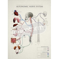 "Autonomic Nerve System" - Anatomisk Plakat