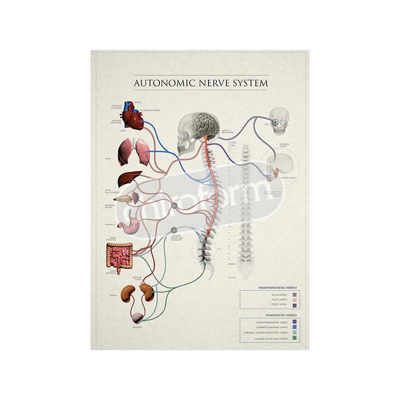 "Autonomic Nerve System" - Anatomisk Plakat