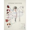 "Autonomic Nerve System" - Anatomical Chart