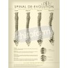 "Spinal De-evolution" - Anatomisk Plakat