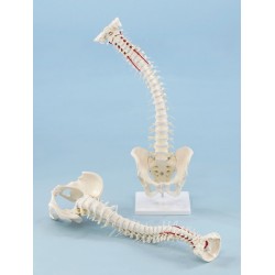 Flexible Spine