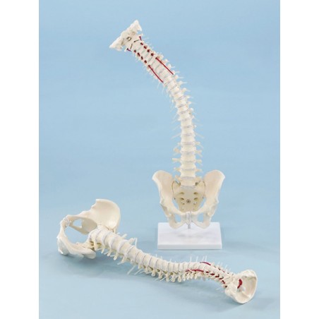 Flexible Spine