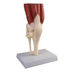 Knæ med muskulatur og ligamenter