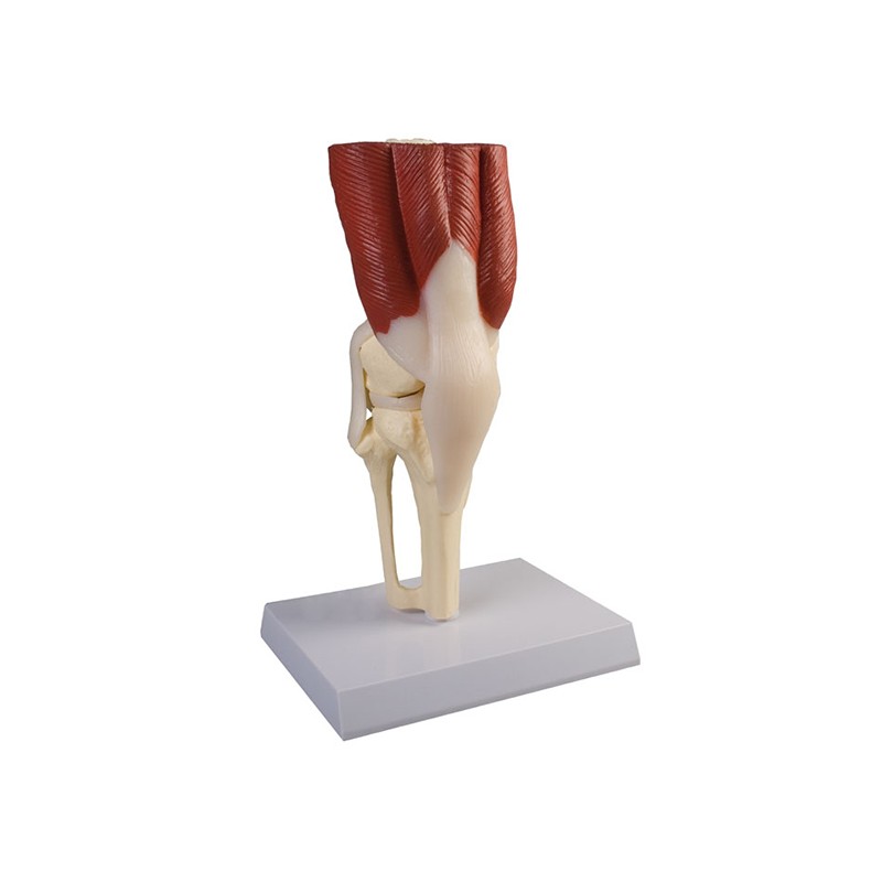 Knæ med muskulatur og ligamenter