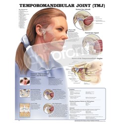 "Temporomandibular Joint" - Anatomical Chart