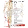 "Understanding Pain" - Anatomical Chart