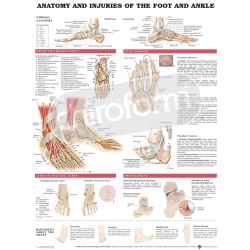 "Anatomy and Injuries of the Foot and Ankle" - Anatomisk Plakat
