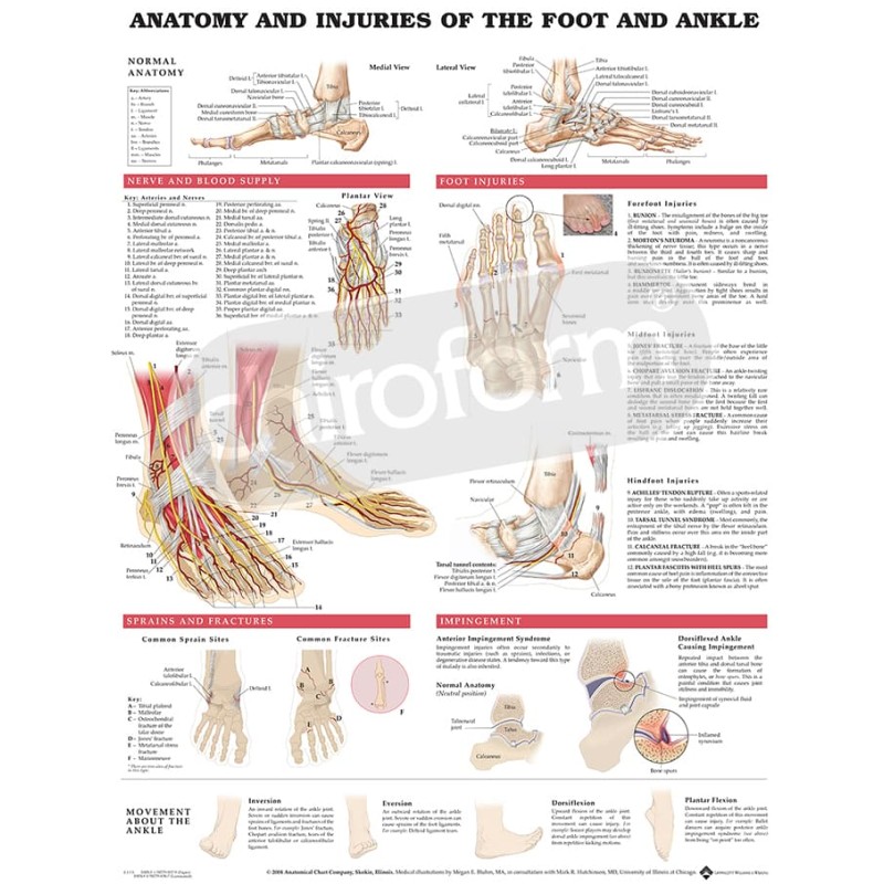 "Anatomy and Injuries of the Foot and Ankle" - Anatomical Chart
