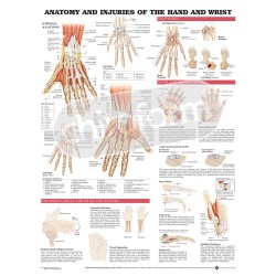 "Anatomy and Injuries of...